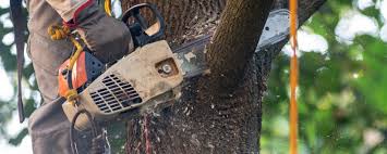 Best Tree Health Inspection  in Canton, MS